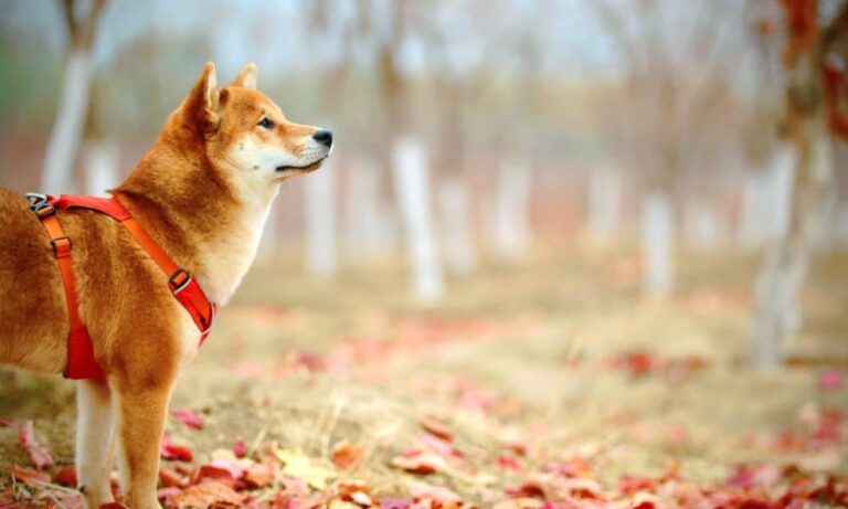 Shiba Inu [SHIB] the community receives an invitation to the metaverse;  decoding the details