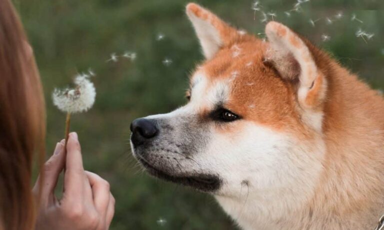 Can Shiba Inu’s Metaverse Update Help SHIB Continue Their Bull Run?